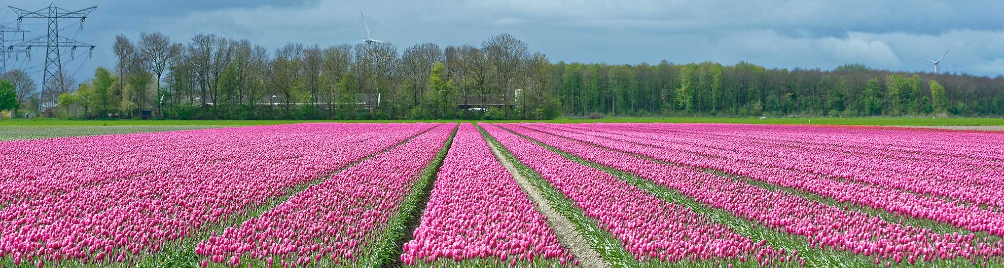 Tulpenroute  © Pieter Bosch Fotografie