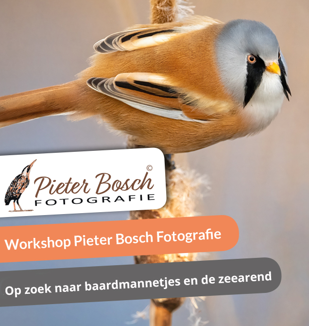 Op zoek naar baardmannetjes en de zeearend oostvaardersplassen